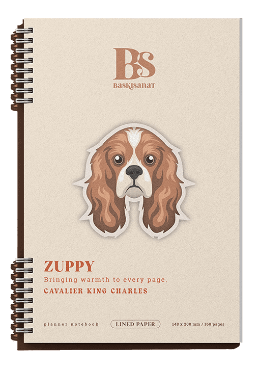 Zuppy - Chavalier King Charles